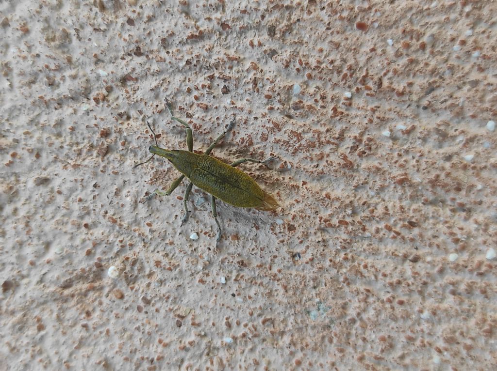 Lixus pulverulentus?